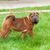 Dog,Mammal,Vertebrate,Canidae,Dog breed,Shar pei,Ori-pei,Carnivore,Non-Sporting Group,Companion dog,