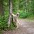 Sheeppoodle dog makes man in the forest on a tree, a big brown dog with long fur which is actually not a poodle and can be called an old german herding dog and shepherd dog