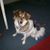 Hund,Hunderasse,Fleischfresser,Fawn,Begleithund,Bodenbelag,Schnauze,Schnurrhaare,Schwanz,Sportliche Gruppe,