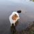 Wasser, Hund, See, Fleischfresser, Hunderasse, Naturlandschaft, Ufer, Gras, Begleithund, Landschaft,