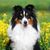 Dog,Mammal,Vertebrate,Canidae,Dog breed,Australian collie,Carnivore,Shetland sheepdog,Companion dog,Scotch collie,