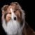 Dog,Mammal,Scotch collie,Vertebrate,Dog breed,Canidae,Shetland sheepdog,Carnivore,Rough collie,Australian collie,