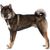 Dog,Mammal,Vertebrate,Dog breed,Canidae,Carnivore,Norwegian elkhound,East siberian laika,Jämthund,Shikoku,