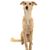 Silken Windsprite dog blonde with tilt ears sits on a white background, dog with medium length fur, greyhound, racing dog