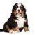 Dog,Mammal,Vertebrate,Bernese mountain dog,Dog breed,Canidae,Carnivore,Giant dog breed,Companion dog,Puppy,