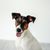 Smooth Fox Terrier, medium dog with long muzzle, dog with tipped ears, family dog, guard dog, hunting dog, active dog breed for families, sporty dog from Great Britain, English dog breed with smooth coat, tricolour