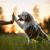 Spanish dog with very long fur on head, curls on head, dog with curls, curly fur, curly fur, dog with rasta braids, dog similar to poodle, Spanish water dog gives high five trick with owner at sunset