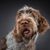 Spinone Italiano, Italian rough haired pointing, dog with rough coat, wire haired coat, medium length coat, brown dog from Italian, Italian dog breed
