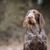 Spinone Italiano young dog, Italian rough haired pointing dog, dog with rough coat, wire haired coat, medium length coat, brown grey dog from Italian, Italian dog breed, dog similar to German Wirehaired, Italian Pointer