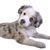 Dog,Mammal,Vertebrate,Dog breed,Canidae,Puppy,Carnivore,Australian shepherd,Companion dog,Miniature australian shepherd,