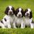 three brown white puppies of a Springer Spaniel are sitting on a meadow