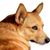 Finnish Spitz Head, dog with standing ears, red dog breed, dog similar to German Spitz, Karelo-Finnish Laika, Suomenpystykorva