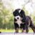 Dog,Mammal,Vertebrate,Dog breed,Canidae,Bernese mountain dog,Puppy,Carnivore,Companion dog,Working dog,