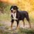 Dog,Mammal,Vertebrate,Dog breed,Canidae,Carnivore,Entlebucher mountain dog,Working dog,Appenzeller sennenhund,Greater swiss mountain dog,