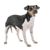 Terrier Brasileiro full body photo, tricolor small dog, medium dog breed from Brazil