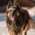 Dog,Mammal,Vertebrate,Dog breed,Canidae,Tervuren,Old german shepherd dog,Carnivore,Belgian shepherd,Bohemian shepherd,