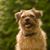 brown border terrier who is overweight, rough haired dog breed, small dog breed