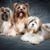 Breed description of the Lhasa Apso, here at the picture you can see three Lhasa Apso with hairstyle, dog with pigtails, dog with very long coat for beginners, small beginner dog