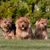 Dogs sitting in the grass, three Norwich Terrier dogs looking very similar to Norfolk Terrier, dog with standing ears