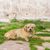 Tibetan Spaniel blond lying on a meadow, a small light dog like Golden Retriever, dog from Tibet, Tibetan Spaniel light, beginner dog