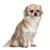 Tibetan Spaniel blond white, cream colored dog with floppy ears and long coat, beginner dog breed