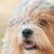 Dog,Mammal,Vertebrate,Dog breed,Canidae,Sapsali,Carnivore,Catalan sheepdog,Tibetan terrier,Terrier,