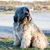 Dog,Mammal,Vertebrate,Dog breed,Canidae,Catalan sheepdog,Tibetan terrier,Carnivore,Briard,Cão da serra de aires,