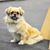 Beginner dog for seniors, Tibetan Spaniel, beginner dog breed, light dog with short legs, small dog for beginners, city dog