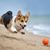 Dog,Mammal,Vertebrate,Canidae,Welsh Corgi,Pembroke welsh corgi,Dog breed,Carnivore,Cardigan welsh corgi,Herding dog,