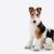 Dog,Mammal,Vertebrate,Canidae,Dog breed,Wire hair fox terrier,Companion dog,Carnivore,Fox terrier,Puppy,