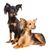 Russkiy Toy brown black lying on a white background, small dog breed from Russia, Russian dog breed, Terrier, Russian Toy Terrier, hanging ears with long fur, dog similar to Chihuahua