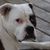 Dog,dog breed,carnivore,whiskers,collar,companion dog,fawn,working animal,muzzle,sporting group,