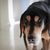 Brandlbracke breed description, temperament and disposition of a hunting dog from Austria, dog breed from Austria, Austrian dog, hunting dog breed, large dog breed with floppy ears, black and brown dog coming towards the camera, Vieräugl, Kärntner Bracke profile picture