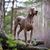 Dog,Mammal,Vertebrate,Canidae,Dog breed,Weimaraner,Pointing breed,Carnivore,Sporting Group,Hunting dog,