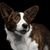 Dog,Mammal,Vertebrate,Dog breed,Canidae,Welsh Corgi,Carnivore,Pembroke welsh corgi,Cardigan welsh corgi,Snout,