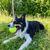 Welsh Sheepdog lying in the grass with a tennis ball in his mouth, Ci Defaid Cymreig, black and white dog, dog with merle look, Border Collie like, Welsh dog breed, dog from England, British dog breed medium, dog with long coat like Collie, dog with prick ears and floppy ears, herding dog, sheepdog