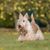 Scottish Terrier wheaten, sandy dog, light dog, small dog with wheaten coat, dog with long coat, black dog breed, prick ears, dog with moustache, city dog, dog breed for beginners
