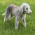 Dog,Mammal,Vertebrate,Canidae,Dog breed,Carnivore,Sporting Group,Lagotto romagnolo,Spanish water dog,Terrier,