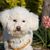 Dog,Mammal,Vertebrate,Canidae,Maltepoo,Dog breed,Bichon frisé,Bolognese,Bichon,Lagotto romagnolo,