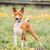 Dog,Mammal,Vertebrate,Dog breed,Canidae,Carnivore,Basenji,Ibizan hound,Hunting dog,Carolina dog,