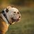 Dog,Mammal,Vertebrate,Canidae,Dog breed,Old english bulldog,Bulldog,Olde english bulldogge,British bulldogs,Toy bulldog,