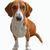 Dog,Mammal,Vertebrate,Dog breed,Canidae,Carnivore,Beagle-harrier,Finnish hound,English foxhound,Harrier,