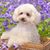 Dog,Mammal,Vertebrate,Canidae,Maltepoo,Dog breed,Cavachon,Puppy,Carnivore,Cavapoo,