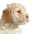 Dog,Mammal,Vertebrate,Canidae,Dog breed,Lagotto romagnolo,Spanish water dog,Puppy,Carnivore,Maltepoo,