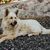 Dog,Mammal,Vertebrate,Canidae,Dog breed,Carnivore,Berger blanc suisse,White shepherd,Bouvier des ardennes,Rare breed (dog),