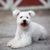 white Pumi, dog with curls from Hungary