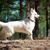 white big dog, swiss dog breed, big white shepherd dog stands in the forest and shows something, dog with standing ears and long fur