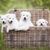 four white shepherd puppies that do not have prick ears yet, dog that is born with floppy ears and then gets prick ears, white big dog, puppies of a swiss dog breed