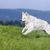 White shepherd dog running across a green meadow, dog with long white fur and standing ears