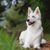 white shepherd dog from Switzerland is lying in a forest, dog with big standing ears and long muzzle and long white fur, very nice dog breed, big dog